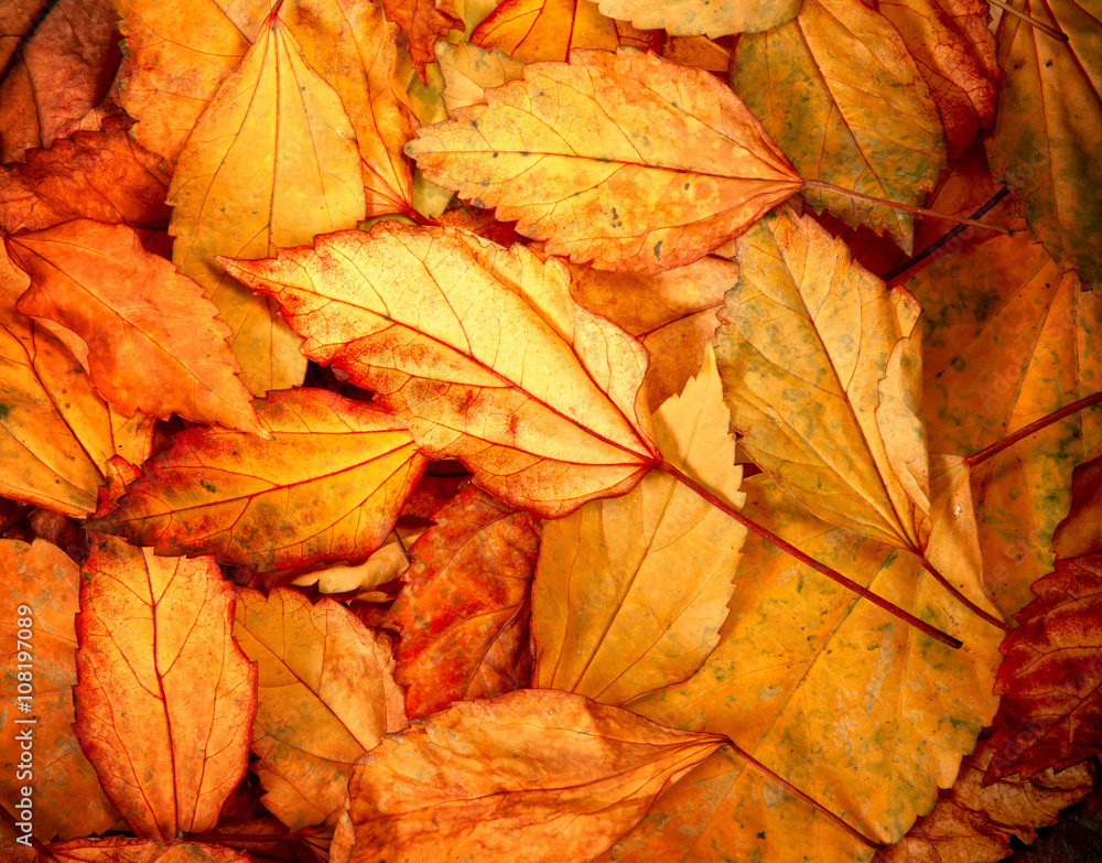 Beautiful fallen autumn leaves background Beautiful fallen autumn leaves background
