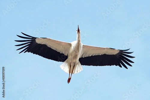 White stork (Ciconia ciconia)