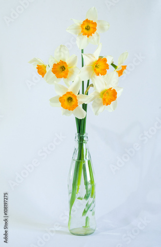 Flowers daffodils in a glass vase