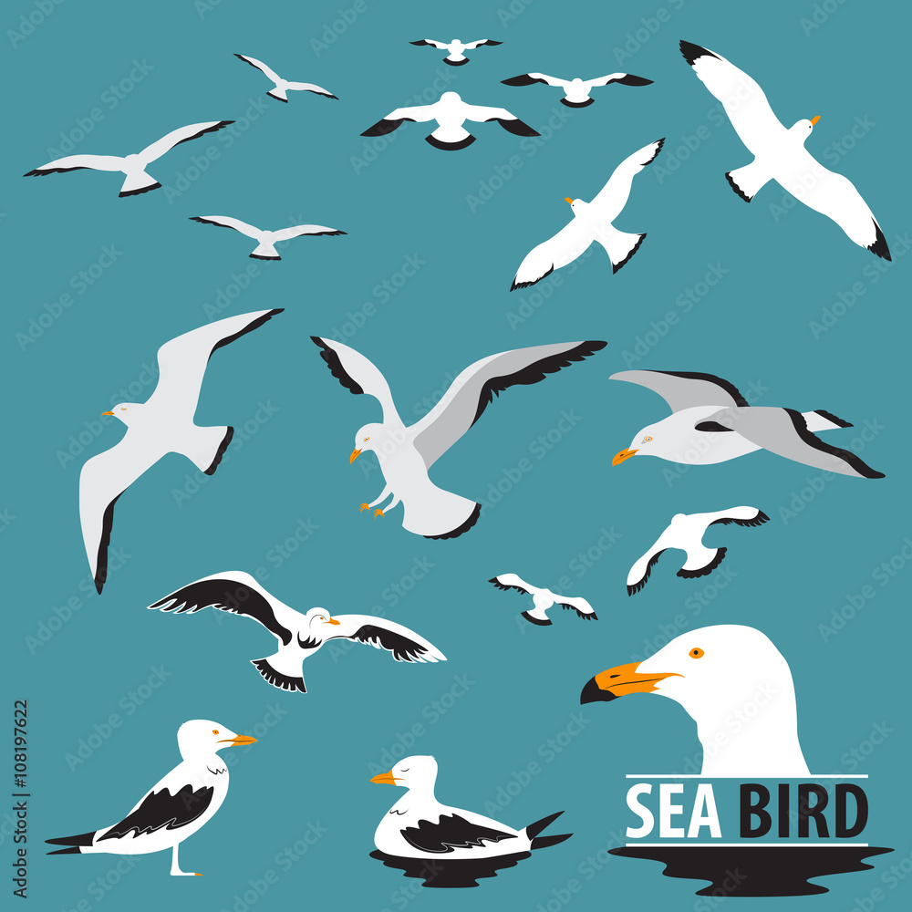 Naklejka premium Set of Sea Bird and Seagull Vector