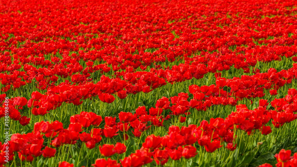 Red field of tulips. Beautiful tulips in the spring. Bright colors of natural flowers. 