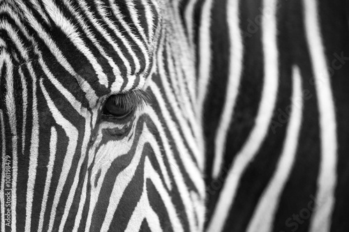 Grevy's Zebra (Equus grevyi) portrait, close up, Spain.