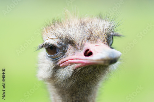 Portrait of ostrich (Struthio camelus) in captivity, Spain.