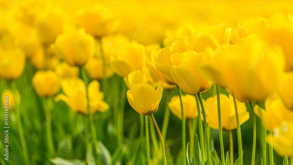 Rows of bright yellow tulips in a field. Beautiful tulips in the spring. Variety of spring flowers blooming on fields. Rows of bright yellow tulips in a field. Beautiful tulips in the spring. Variety of spring flowers blooming on fields.