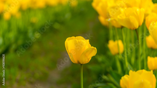 Rows of bright yellow tulips in a field.  Beautiful tulips in the spring. Variety of spring flowers blooming on fields.