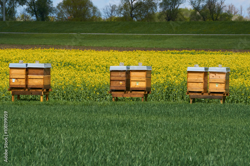 Bienenkästen an einem Rapsfeld