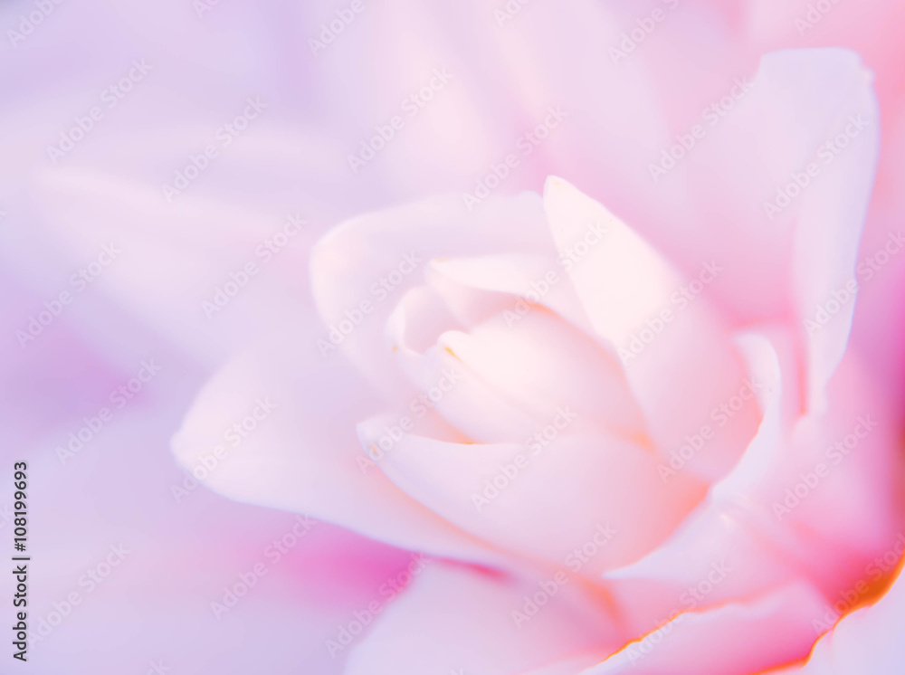 Fototapeta premium abstract nature flower background