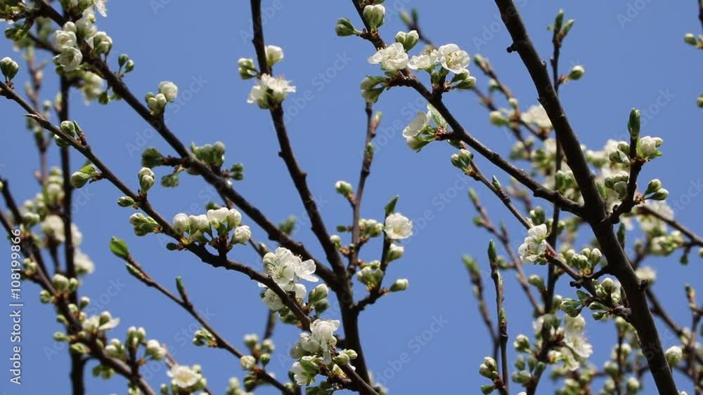 Plum blossoms, Reneclode white blossoms under blue sky Plum blossoms, Reneclode white blossoms under blue sky