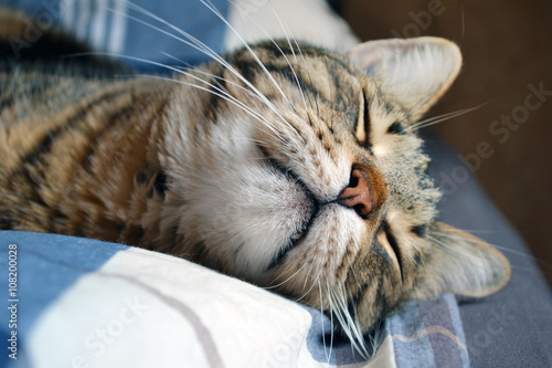 sleeping tabby cat