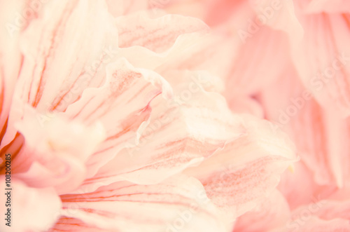 Fototapeta Naklejka Na Ścianę i Meble -  abstract nature flower background, color filter