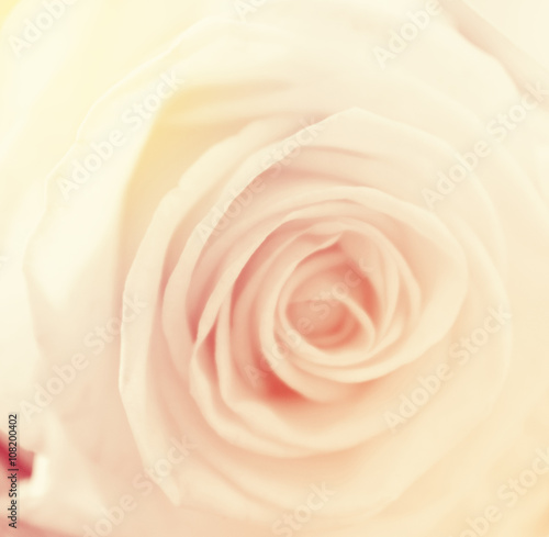 abstract nature flower background  color filter