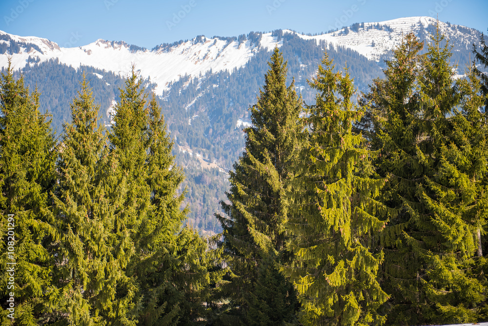 Obraz premium alpine Schneeberge mit grünen Tannen im Vordergrund
