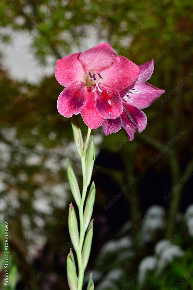 rote Blume vor grünem Hintergrund rote Blume vor grünem Hintergrund