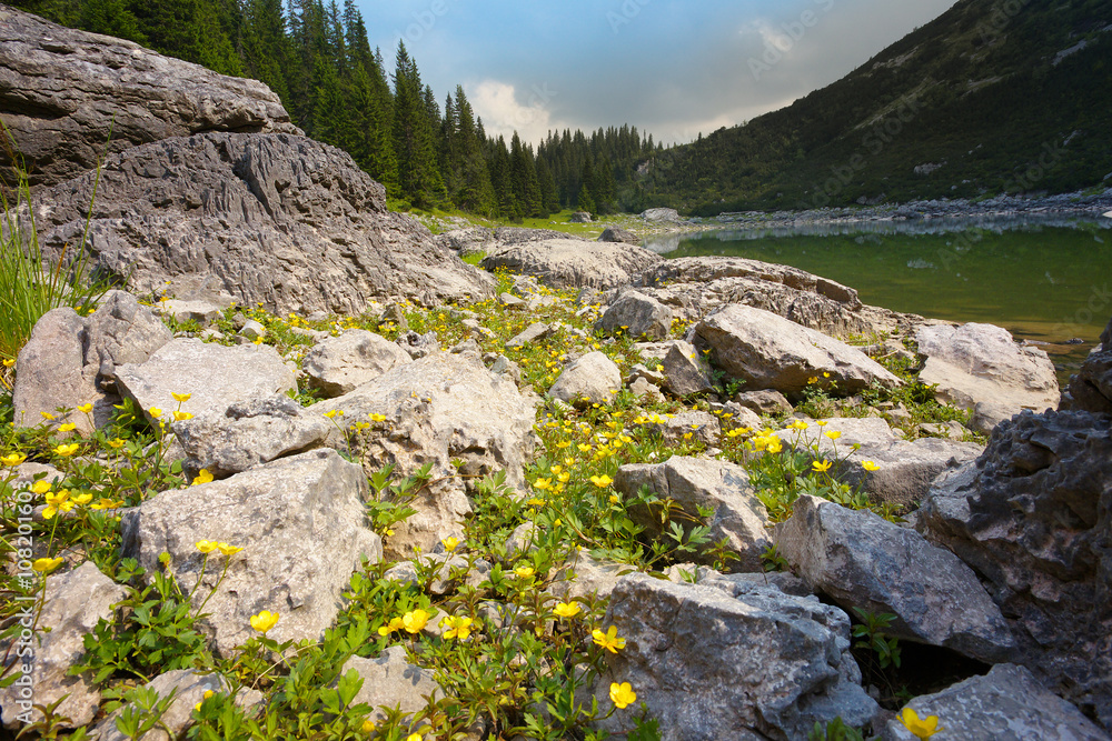 Mountain Lake with Yellow Flowers on Foreground Mountain Lake with Yellow Flowers on Foreground