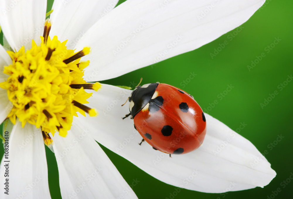 Naklejka premium Ladybug and flower