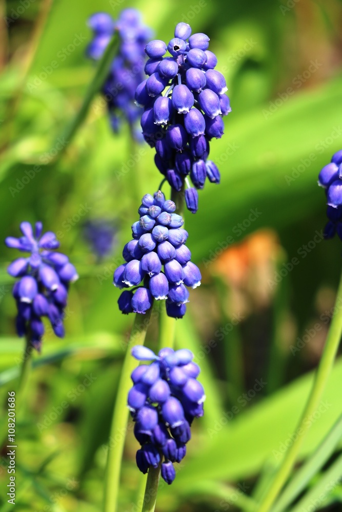 purple grapes hyacinths in spring purple grapes hyacinths in spring