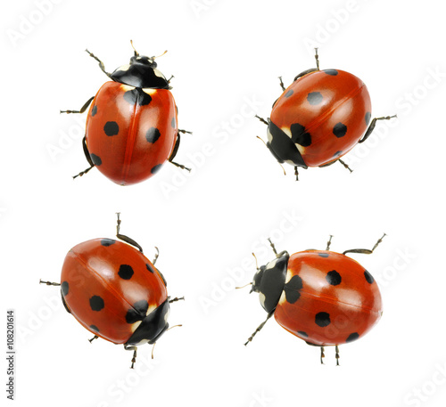 Ladybugs isolated on white