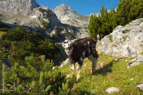 Young Goat on the Mountains