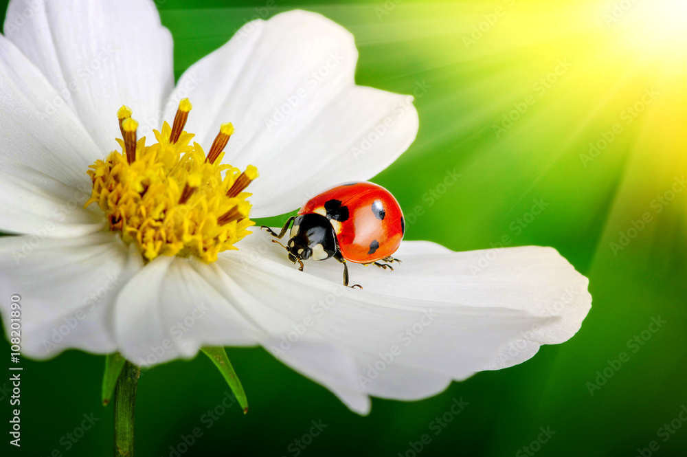 Fototapeta premium Ladybug and flower