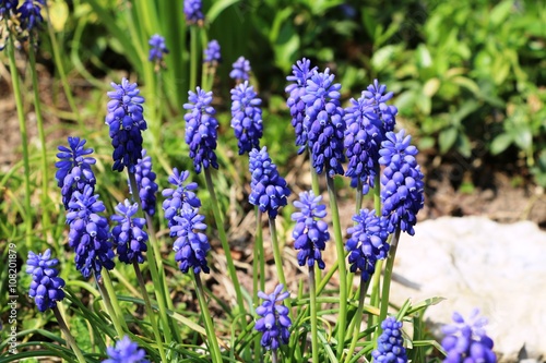 grape hyacinths blooming in rockery