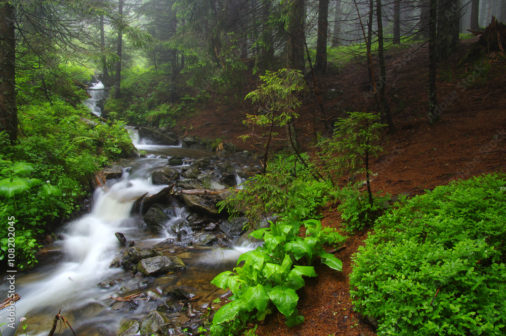 Creek in the woods