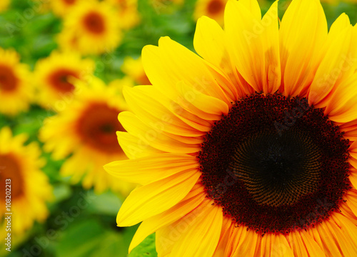 Fototapeta Naklejka Na Ścianę i Meble -   Close up of sunflower