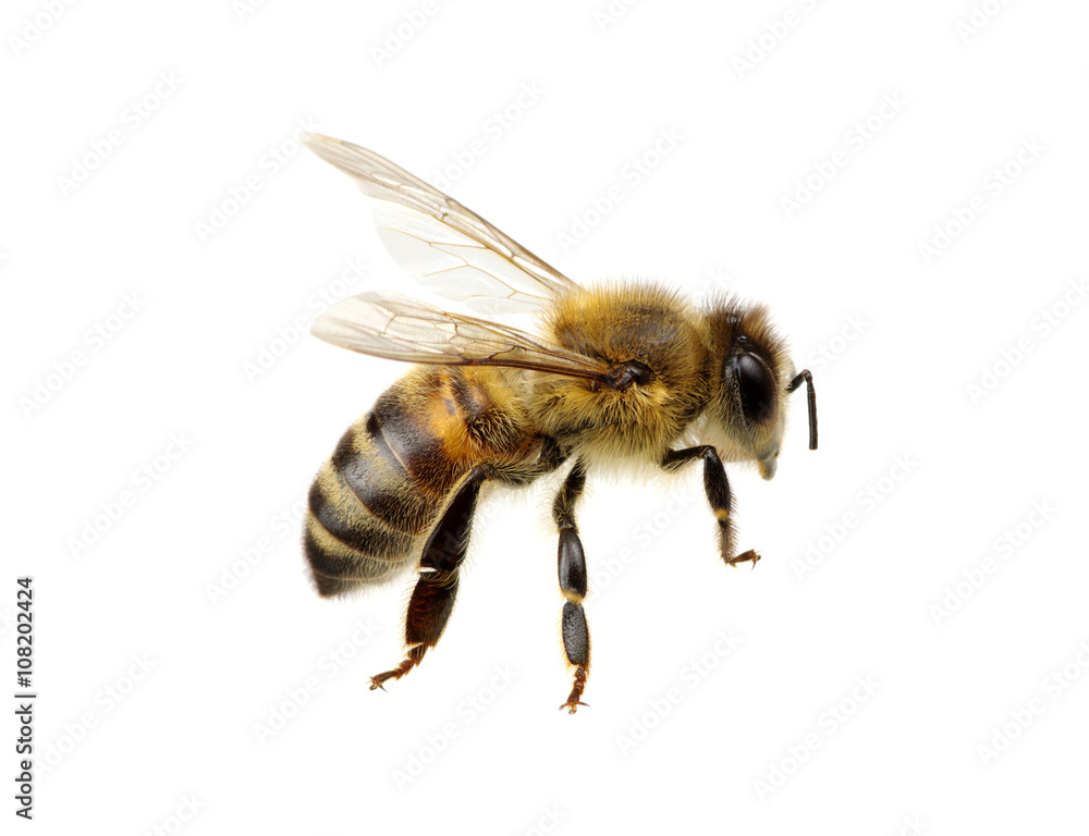 Bee on the white Bee on the white