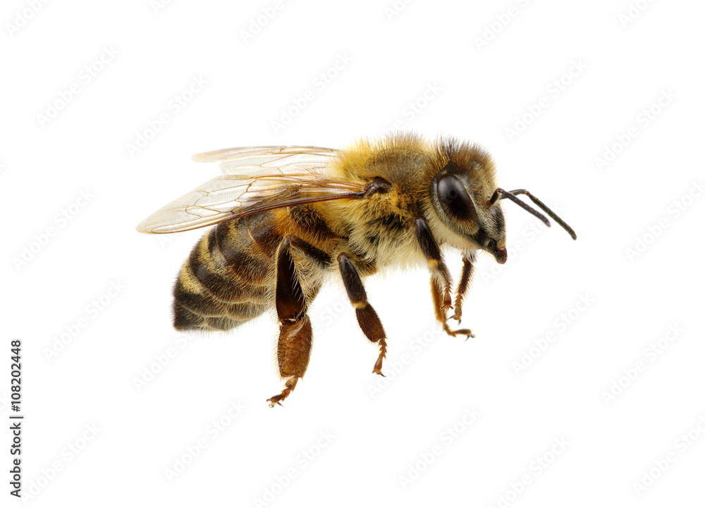 bee bee