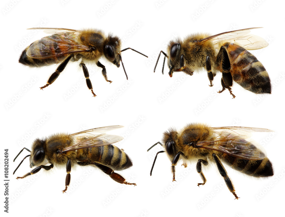 Set of bee Set of bee