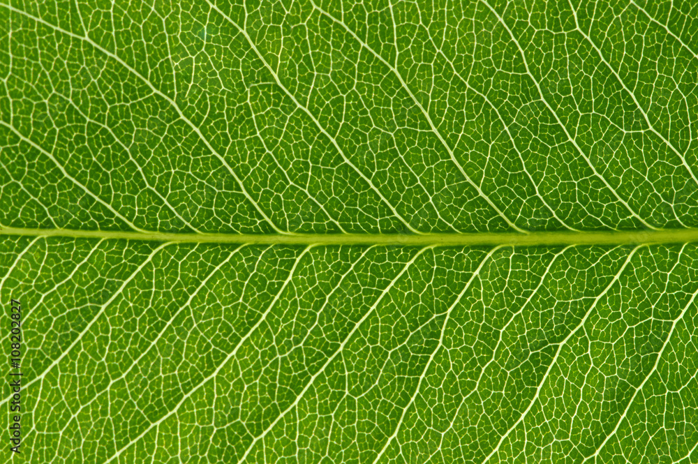 green leaf texture green leaf texture