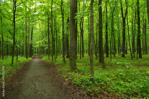 green forest