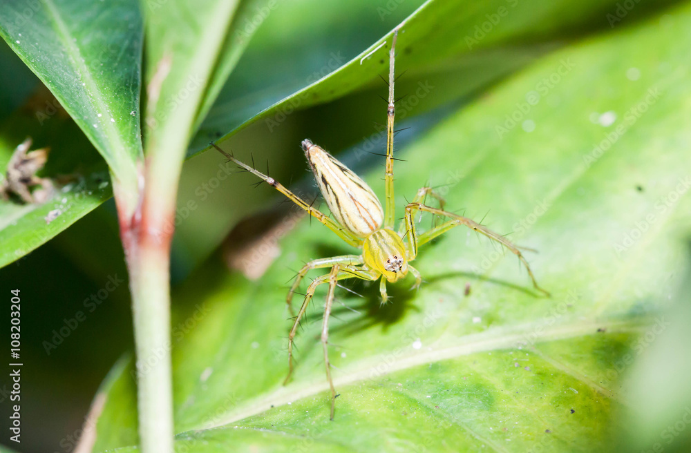 Close up of Green Spider on green leaf Close up of Green Spider on green leaf