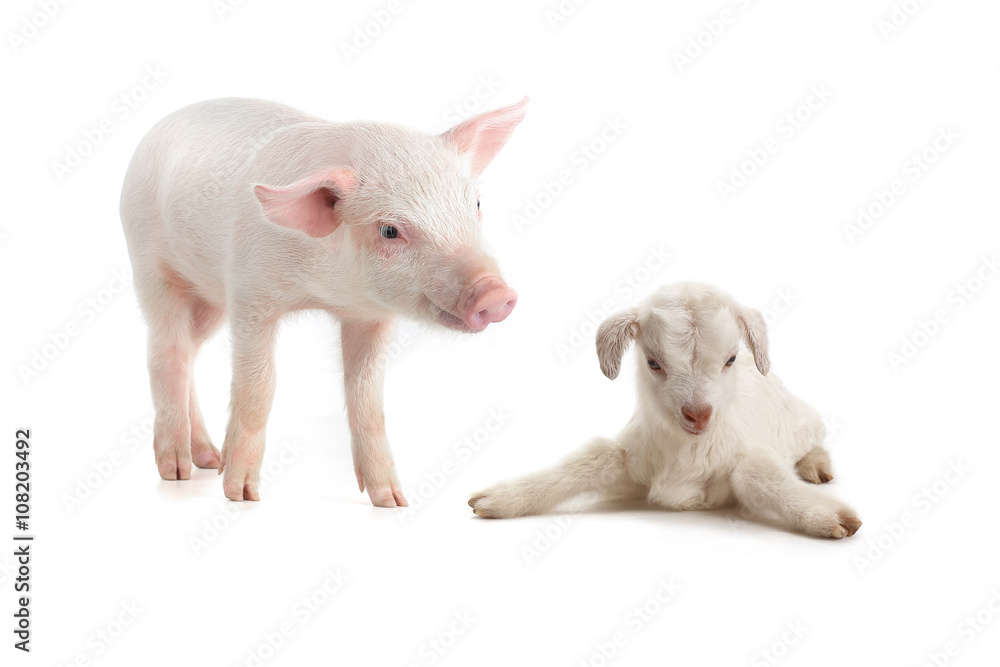 pig and goat pig and goat