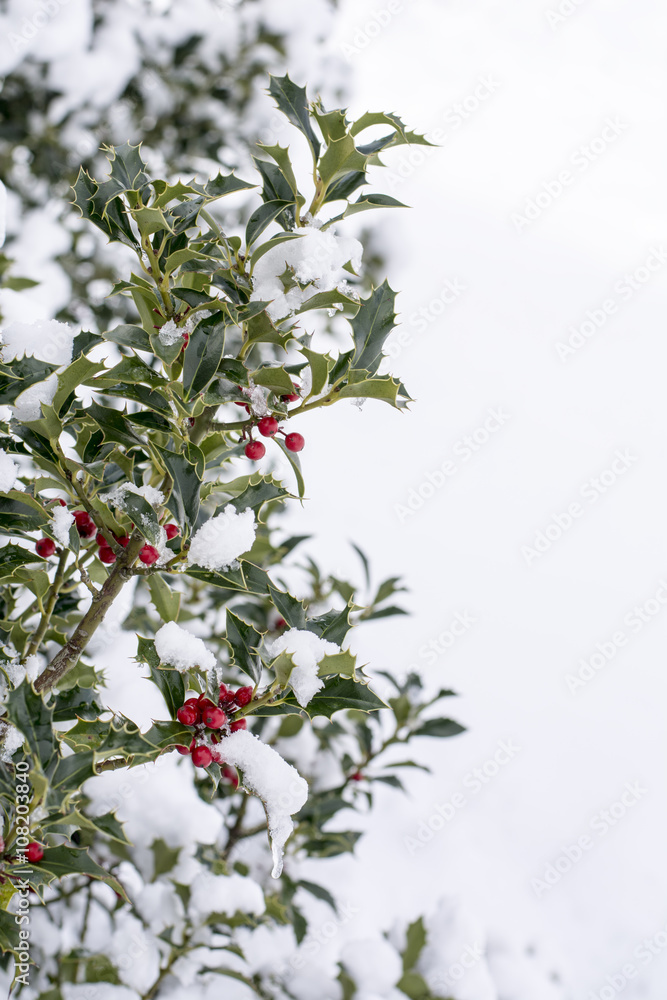 Primer plano de una rama de acebo con bayas rojas cubiertas con nieve