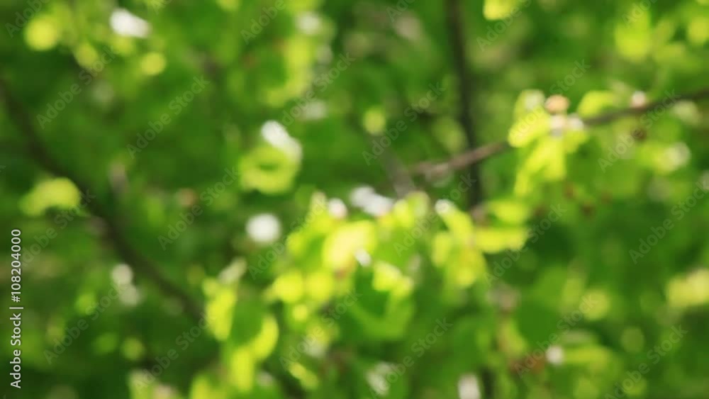 Leafing through the forest. Fresh in leaf beech forest. Leafing through the forest. Fresh in leaf beech forest.