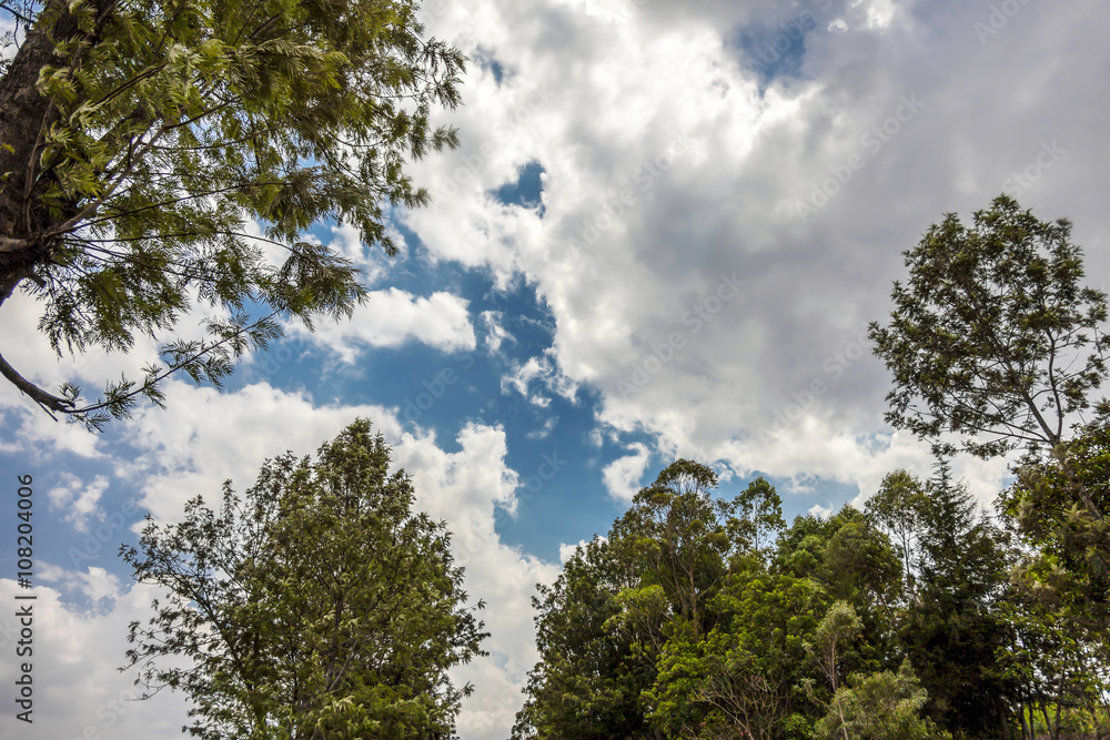 Fototapeta premium The blue sky and the clouds seems between trees. 