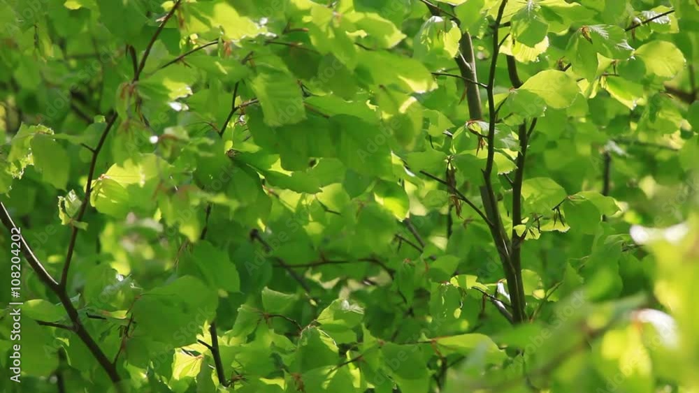 Leafing through the forest. Fresh in leaf beech forest. Leafing through the forest. Fresh in leaf beech forest.