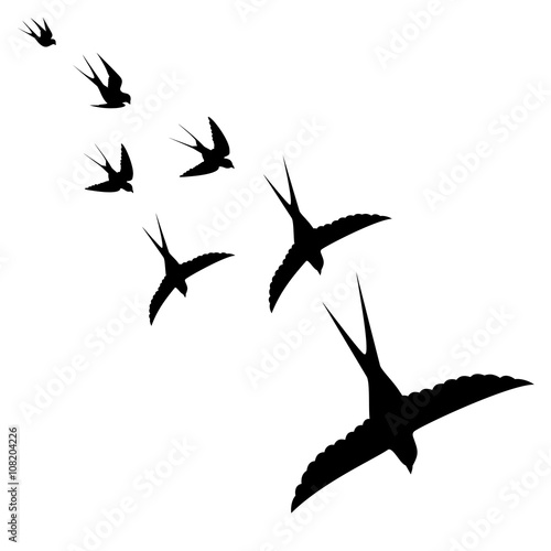 the flight of the birds