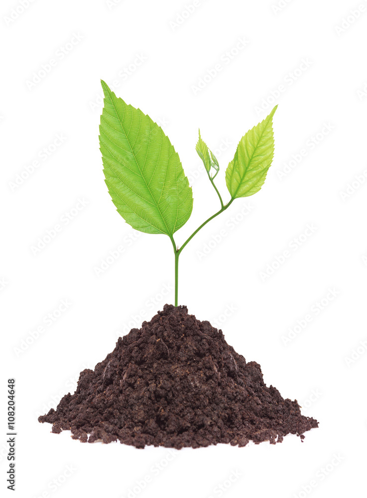 green spring plant grows from the soil isolated on white green spring plant grows from the soil isolated on white