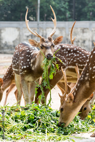 deer