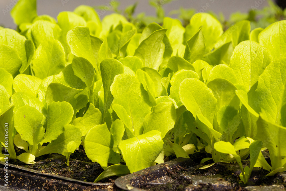 piantine di insalata da piantare piantine di insalata da piantare