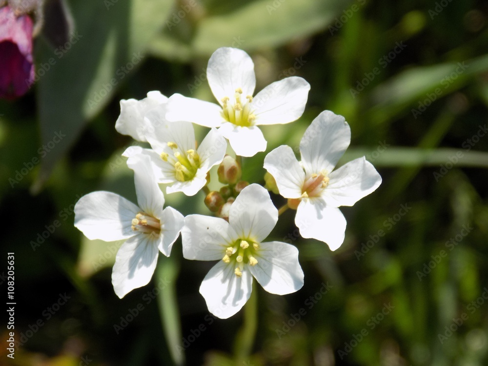 White flowers White flowers