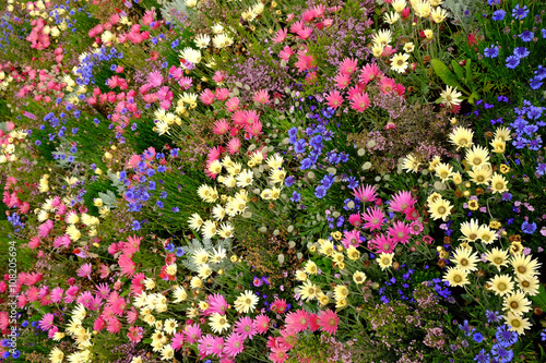 花畑 アドビストックのデザイン かべいろ Com おしゃれ壁紙リフォーム貼り替え インクジェット壁紙のかべいろ Com