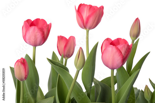 Fototapeta Naklejka Na Ścianę i Meble -  Red tulips