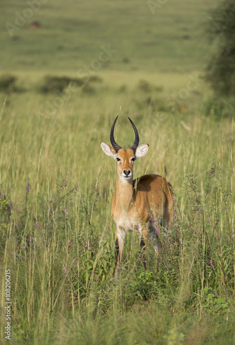 Lonely impala in the savanna of Murchison Falls National Park in Uganda, Africa