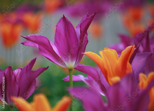 Closeup of beautiful pink purple and orange tulips