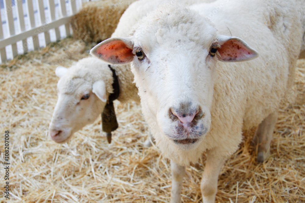 sheeps in a barn standing on hay sheeps in a barn standing on hay