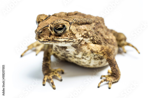 common toad on white background 