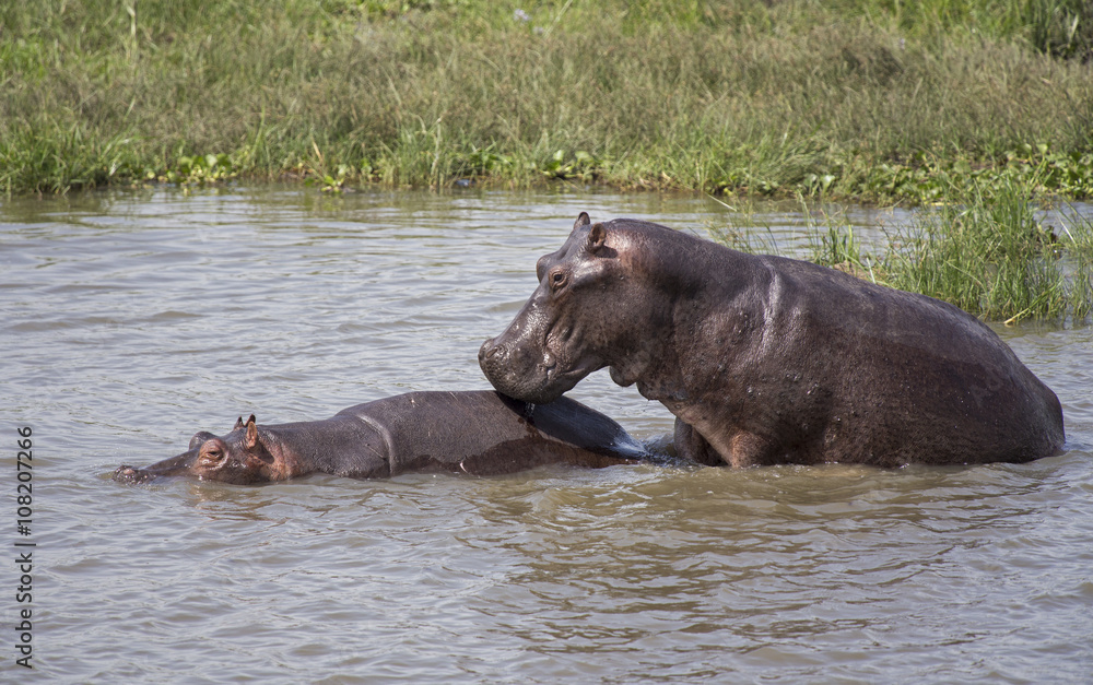 Hippopotamus mating in the Nile river at the Murchison Falls National Park in Uganda, Africa