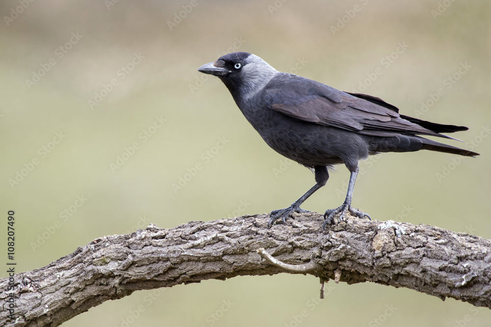 Western Jackdaw (Corvus monedula) resting on a branch in its hab Western Jackdaw (Corvus monedula) resting on a branch in its hab